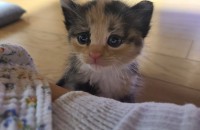 2개월된 여아 삼색 코숏 무료 분양 합니다