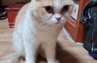 하이랜드 폴드 입양처