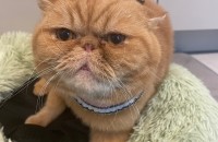 액죠틱 남아, 스코티쉬폴드+친칠라 여아 개냥이들 무료분양합니다.