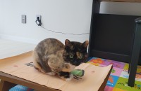 (수원) 콩이(4살 코숏 여아) 입양처를 찾습니다