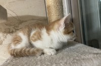 2개월 이쁜 냥이 분양합니다(부산)