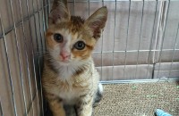 옥상에서 구조한 2-3개월추정 여자 코숏