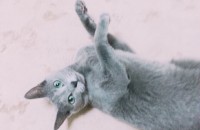 러시안블루 여아 3세 무료분양합니다~