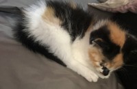 생후 3주정도 된 아기고양이 분양합니다