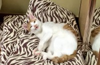 치즈냥이 1 마리 ,  고등어태비 2 마리