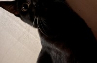 까만 코숏 냥이 무료분양합니다