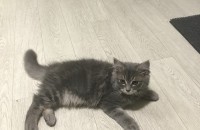 2년된 어미고양이 4개월된 아기고양이 3마리 분양합니다