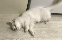 2년된 어미고양이 1마리 아기고양이3마리 분양합니다