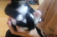 아기 고양이들 분양 합니다