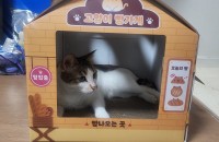 4살 코숏 여아 분양합니다