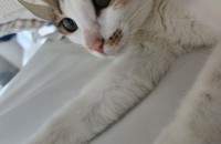 4살 코숏고양이 분양합니다