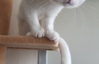 고양이(터키앙고라)책임분양합니다