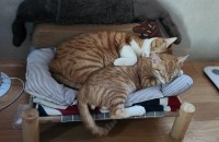 치즈태비 두마리 분양해요