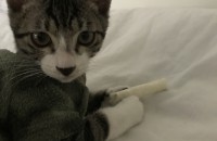 경기 수원 고양이 책임분양합니다