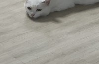 터키쉬 앙고라 4살 여아 입니다