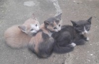 길냥이가 낳은 새끼고양이를 부탁드립니다.