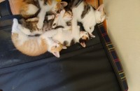 2개월된냥이분양 은평구  연신내