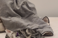 아메숏1 남아, 코숏1 여아 무료분양 합니다.