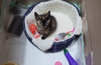 너무 이쁜 한달된 아기 고양이 무료분양 합니다