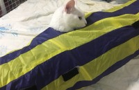 3년 터키쉬앙고라(남자) 분양합니다