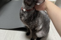 데본렉스 분양합니다