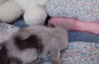 3개월된 새끼냥이 분양해요