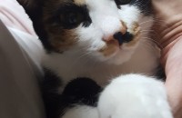 코숏 분양해요 대구지역