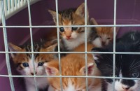 아기냥이들 분양합니다