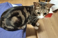 무료분양보내요...