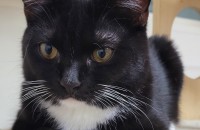 7개월 이쁜아이 분양보내요