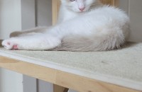 3개월 이쁜아이 분양보내요