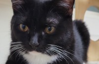 7개월 이쁜아이 분양보내요~