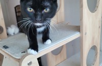 7개월 이쁜아이 분양보내용~