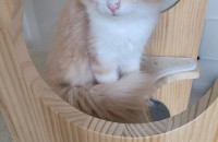 3개월 이쁜아이 분양보내요