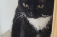 7개월 이쁜아이 분양보내요~