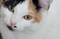 7개월 이쁜아이 분양보내요~