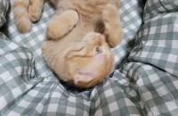 7개월 이쁜아이 분양보내요