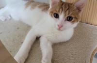 이쁜아이 분양보내요