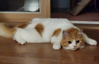 브리티시롱헤어