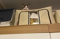 찹쌀이의 가족을 찾아요