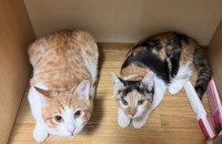 순돌이와 콩순이의 가족이 되어주실분을 찾습니다