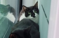 이쁜 고양이 두마리 잘 키워주실분 찾습니다.