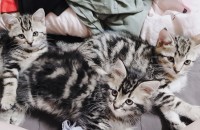 강릉-아메숏 3개월 아가 분양합니다