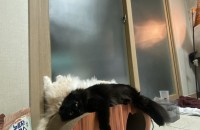 스코티쉬폴드(남) 카오스 코숏(여)분양 보냅니다