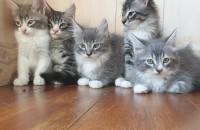 새끼 고양이 분양합니다.