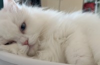 흰색 3살 여아고양이 무료분양 합니다