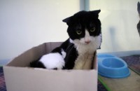 코리안숏헤어 (단이) 책임분양합니다