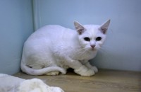 터키쉬앙고라(모모) 책임분양합니다