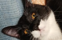 수컷 고양이 친구들이 가족을 찾습니다.