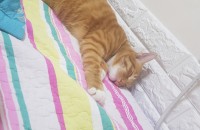 코숏 치즈냥이 무료분양해요~ 일단 클릭!